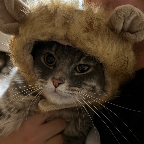 Meet your Posher, Monica - Picture 2 of 2